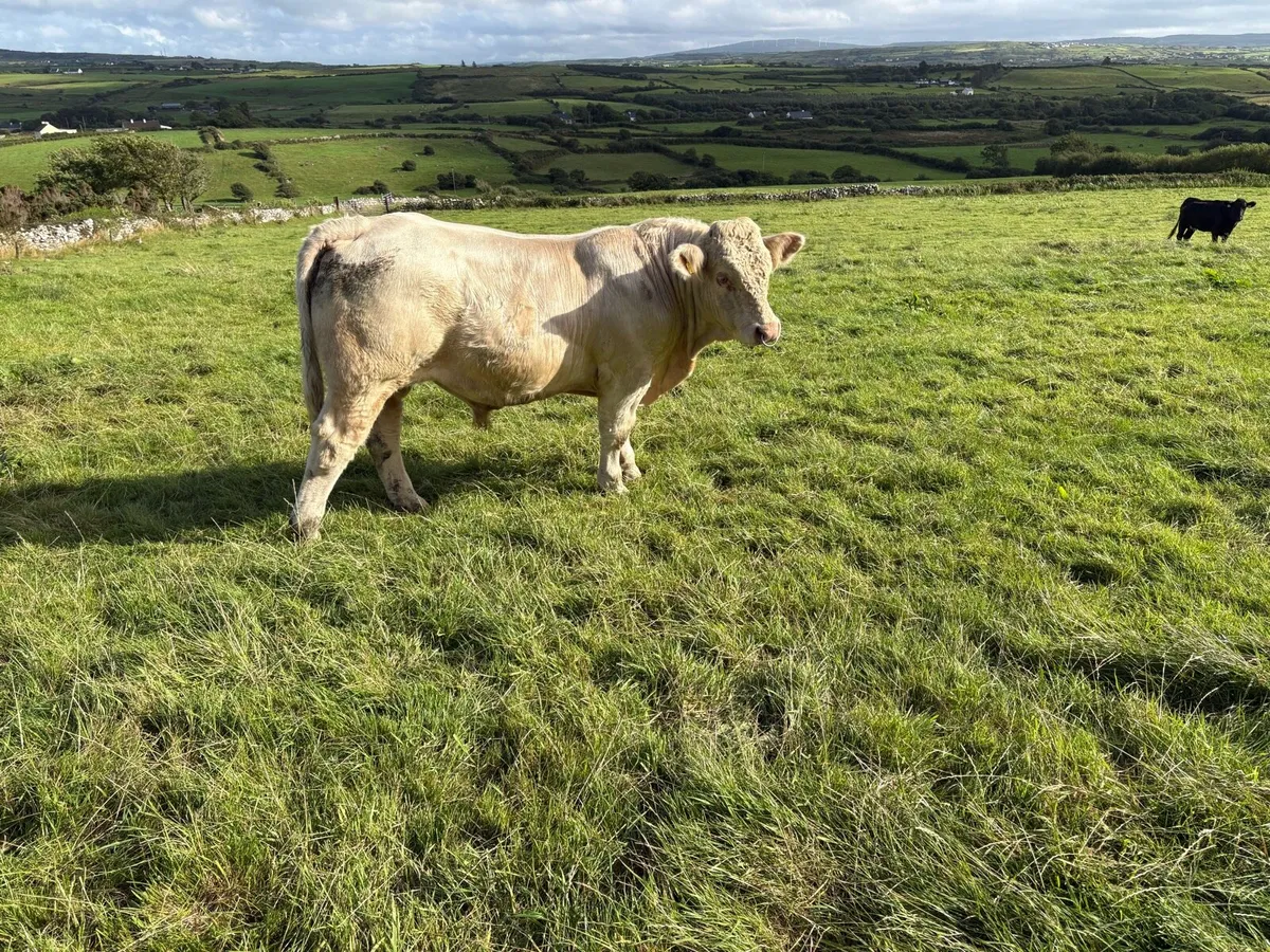Charolais bull - Image 3