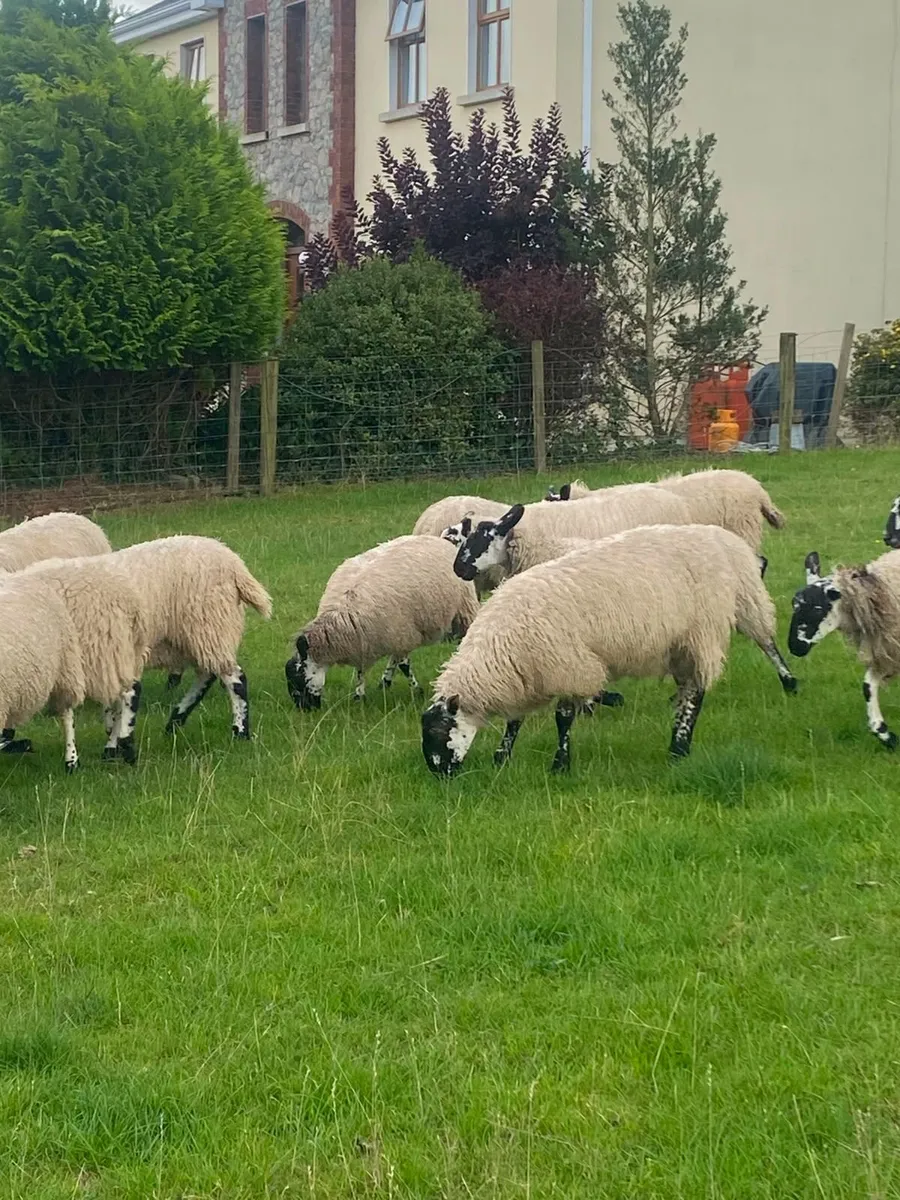Mule lambs - Image 1