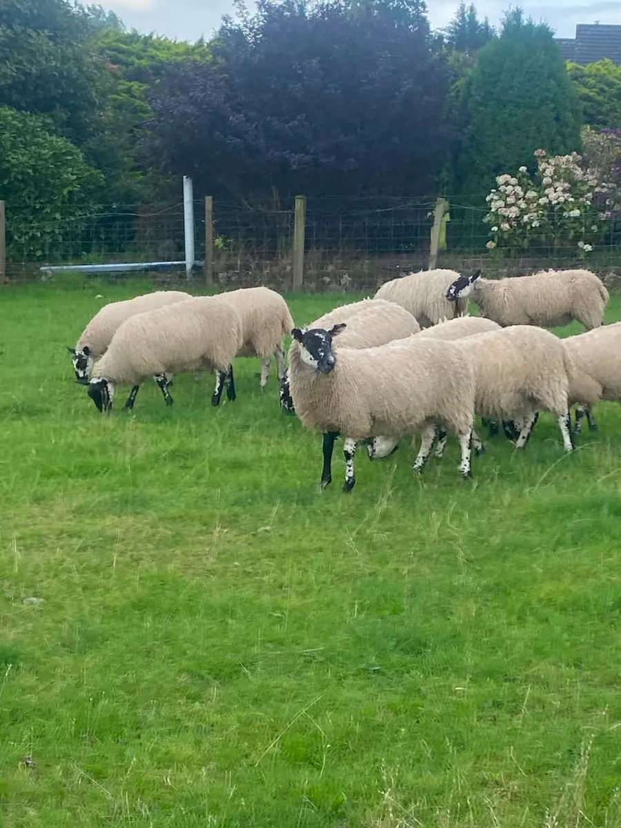 Mule lambs - Image 2