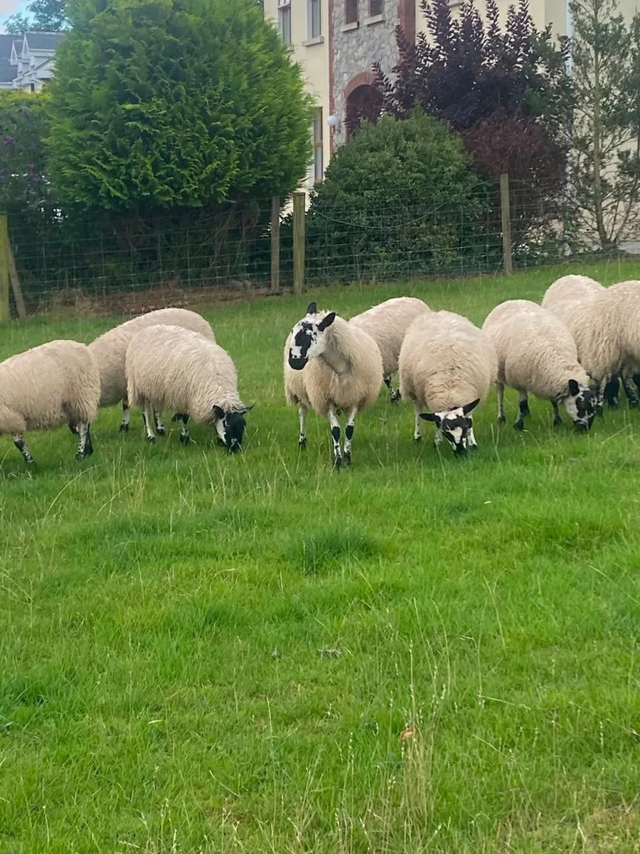 Mule lambs - Image 3