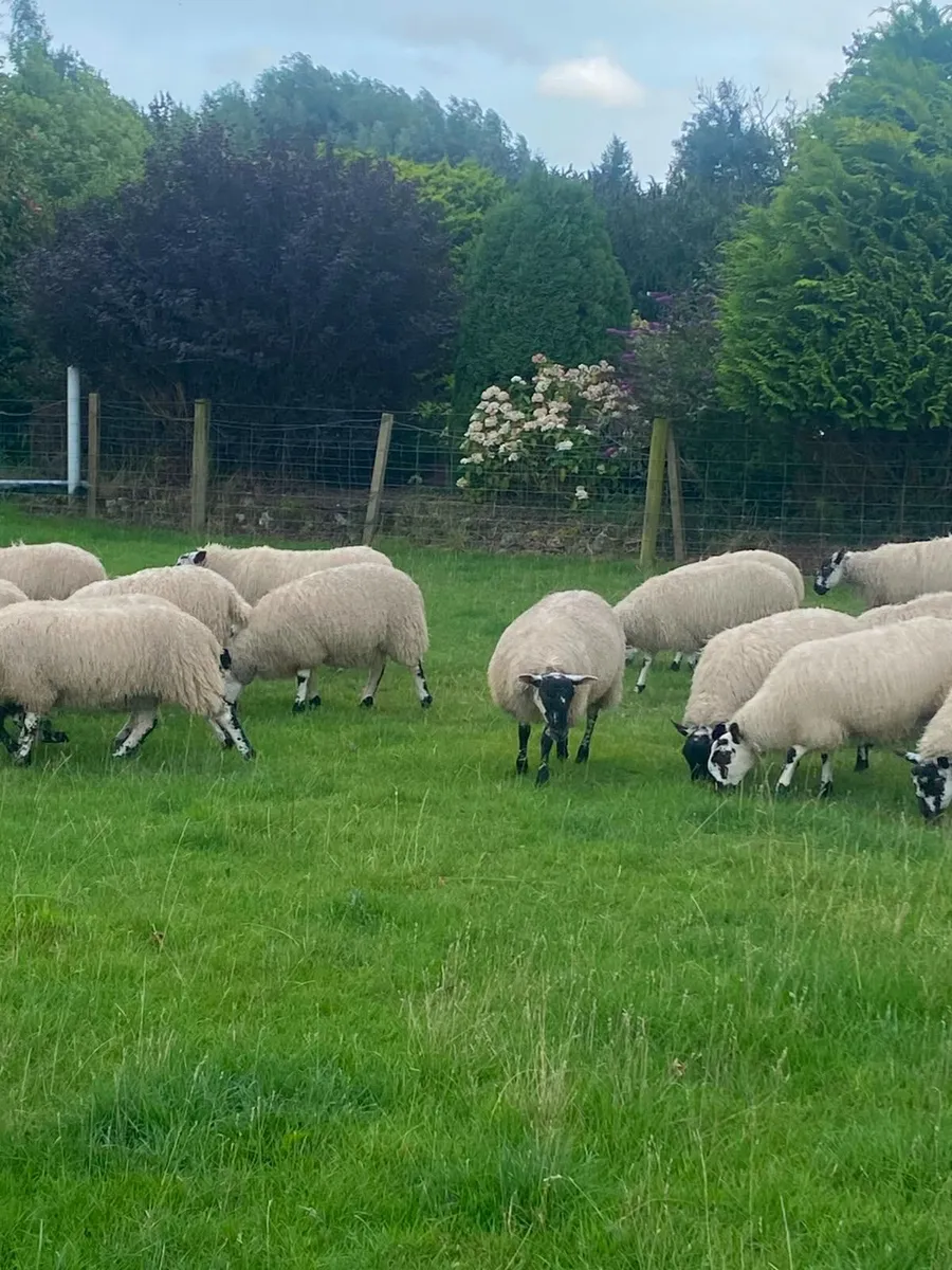 Mule lambs - Image 4