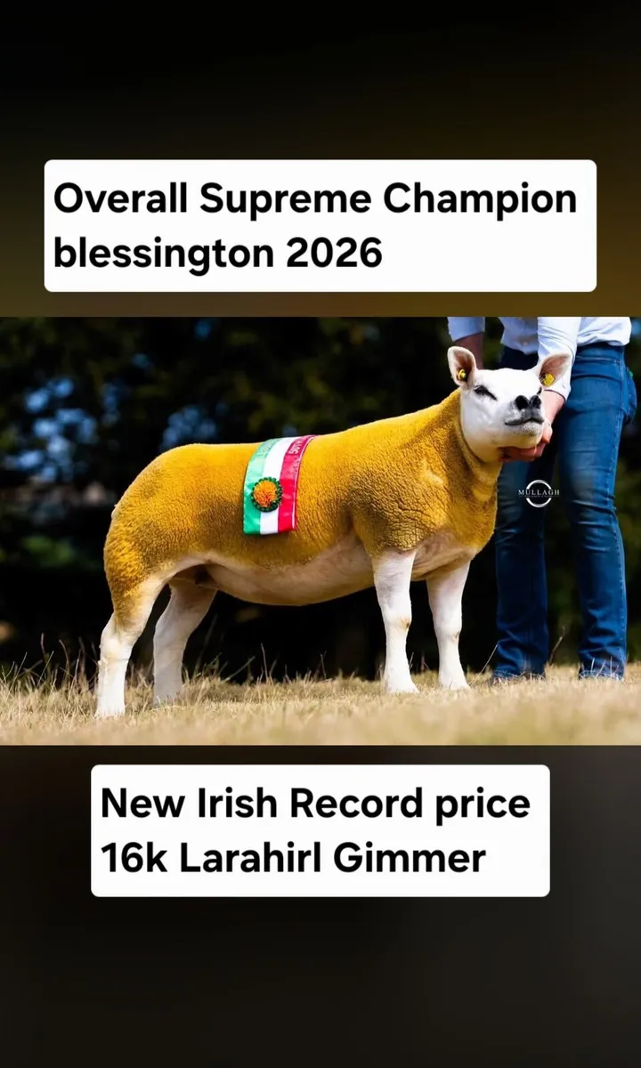 DONEGAL TEXEL BREEDERS PREMIER SALE 22nd AUGUST. - Image 2