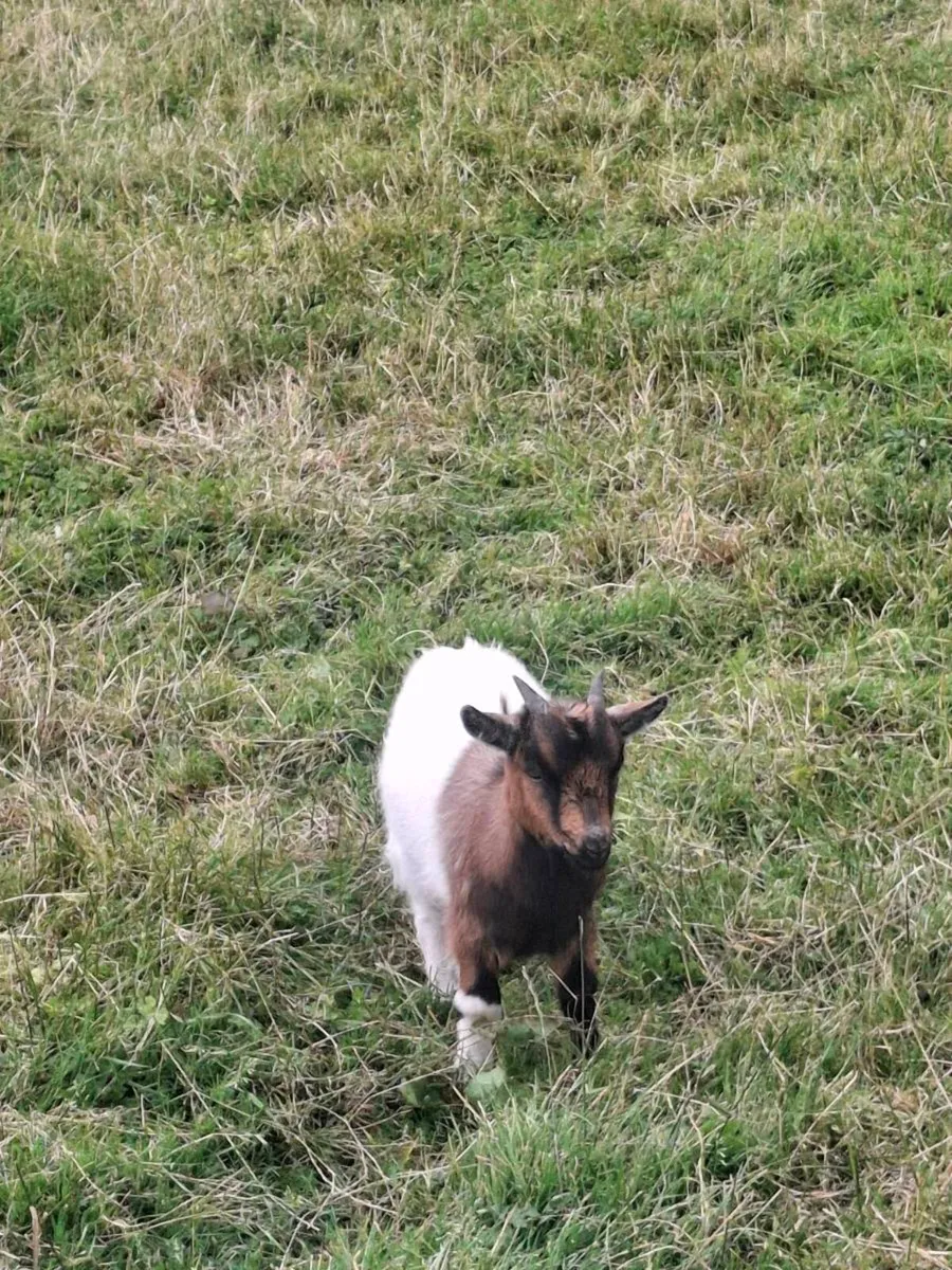 Pygmy Goats Male - Image 1