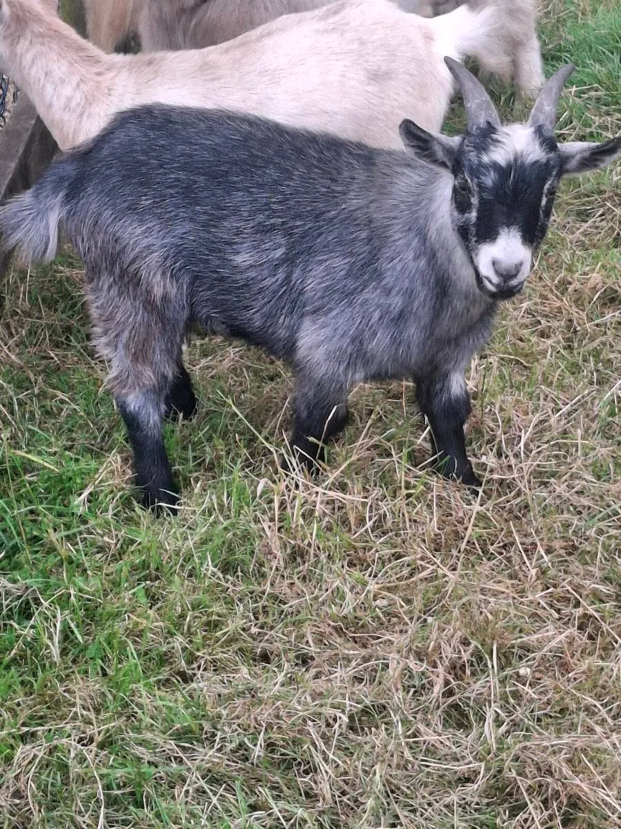Pygmy Goats Male - Image 2