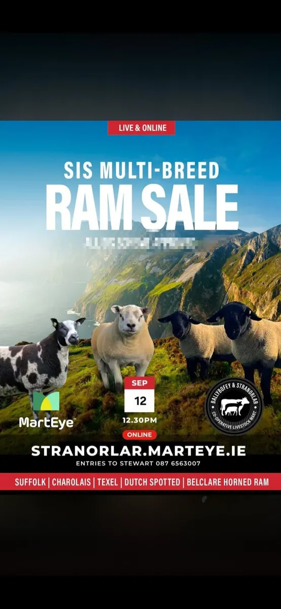 MULTI-BREED RAM SALE. STRANORLAR LIVESTOCK MART - Image 1