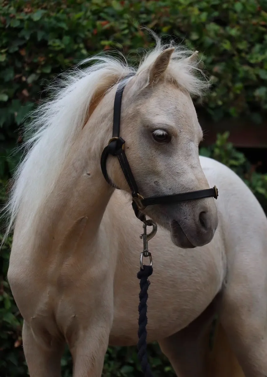Gorgeous small ponies - Image 1