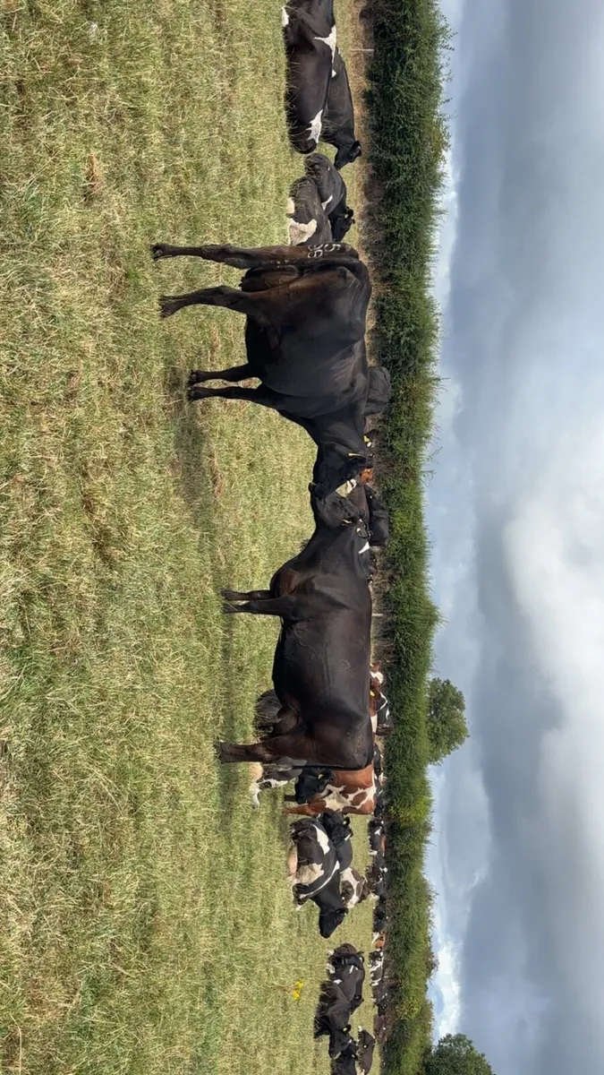 Dairy cows - Image 1