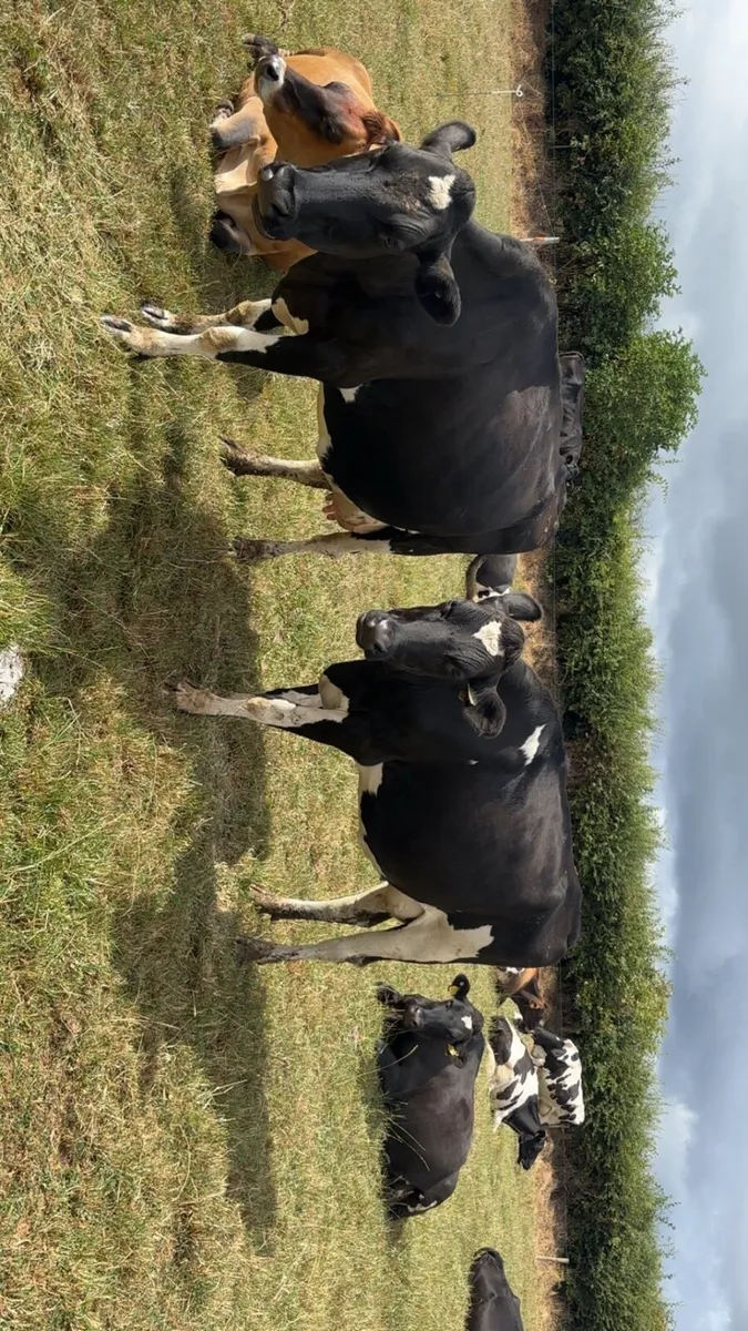 Dairy cows - Image 2