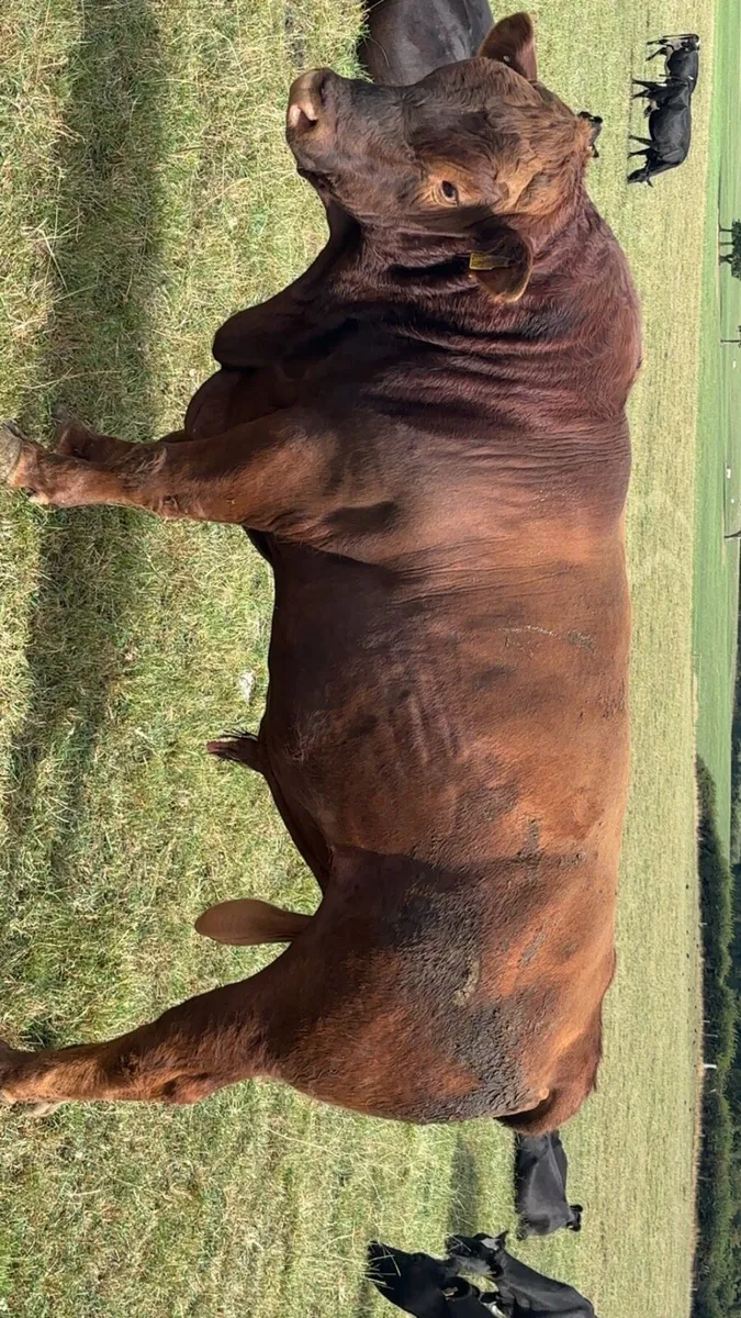 Stabiliser bull - Image 3
