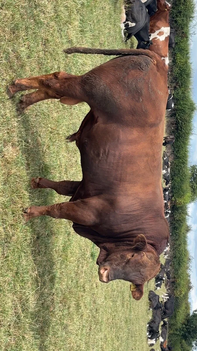 Stabiliser bull - Image 4