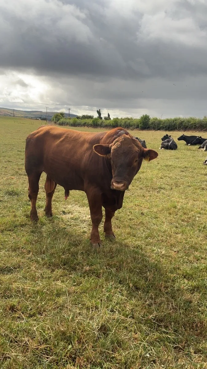 Stabiliser bull - Image 1