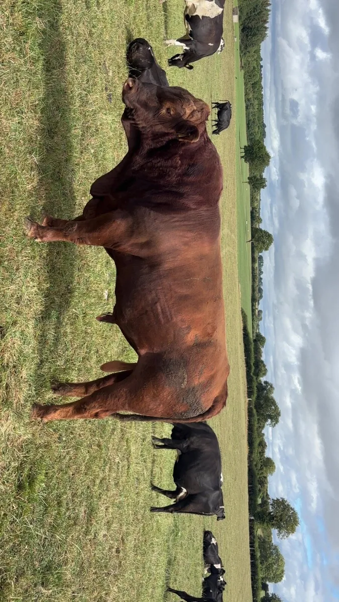Stabiliser bull - Image 2
