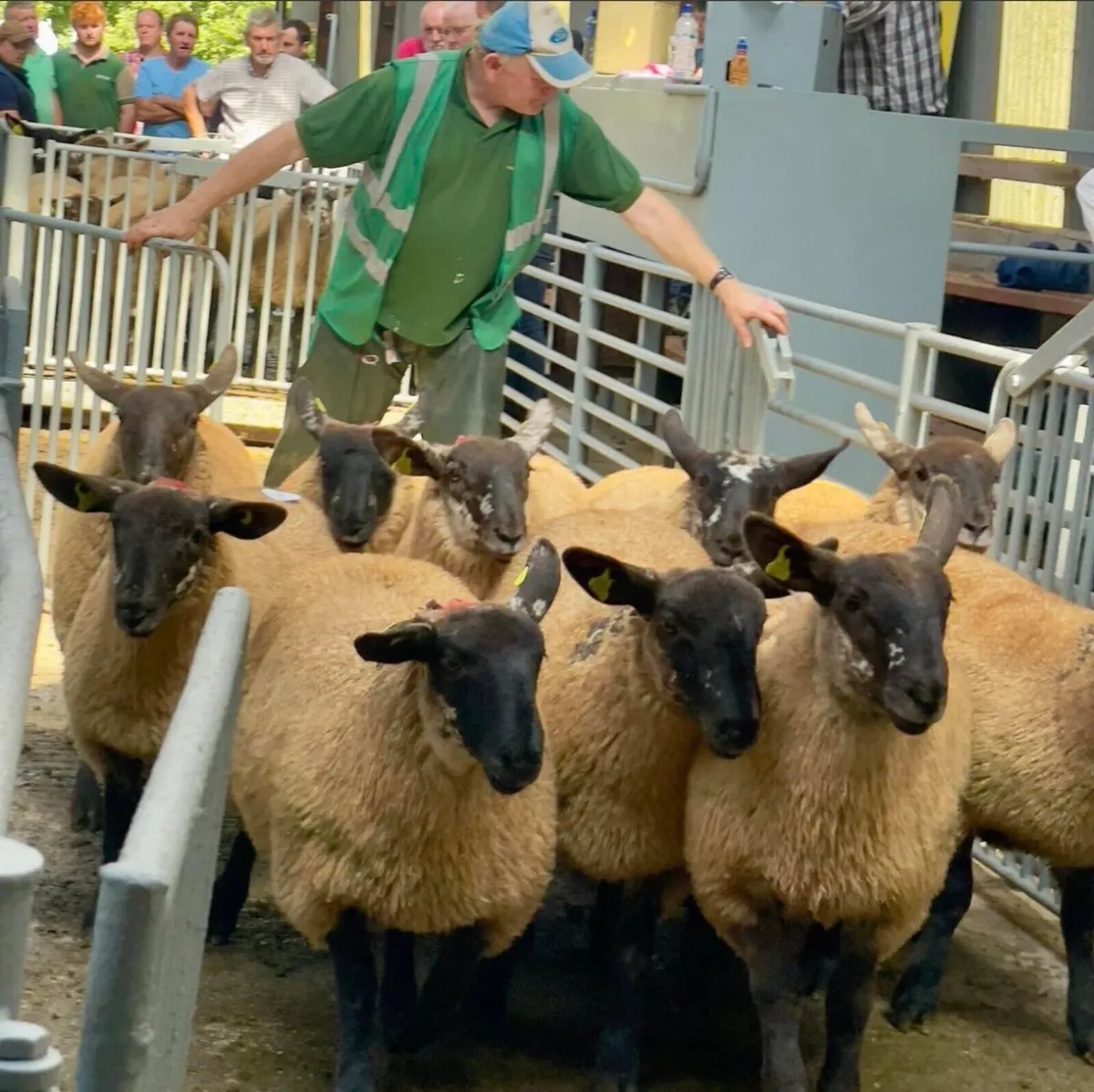 Borris ewe breeders show and sale - Image 3