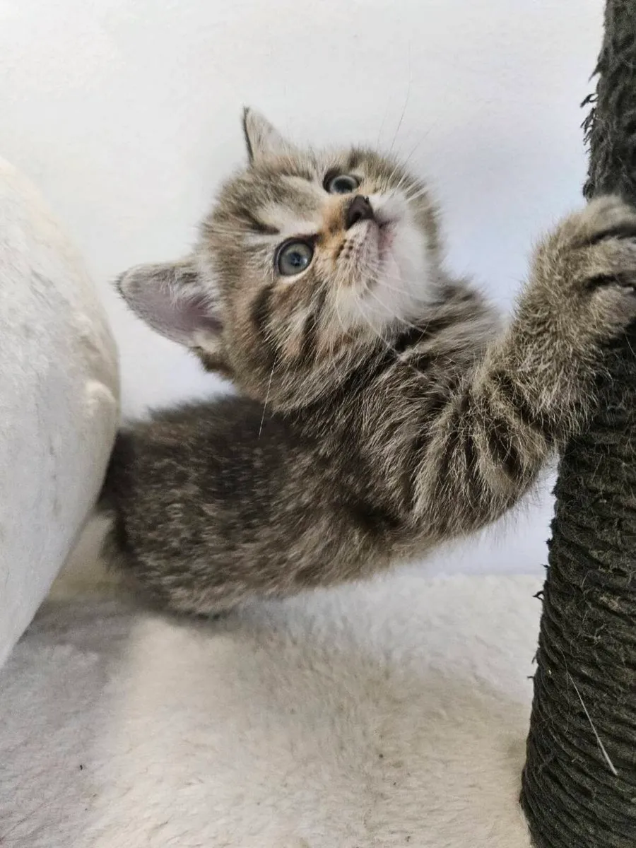 Scottish fold and straight kittens - Image 3