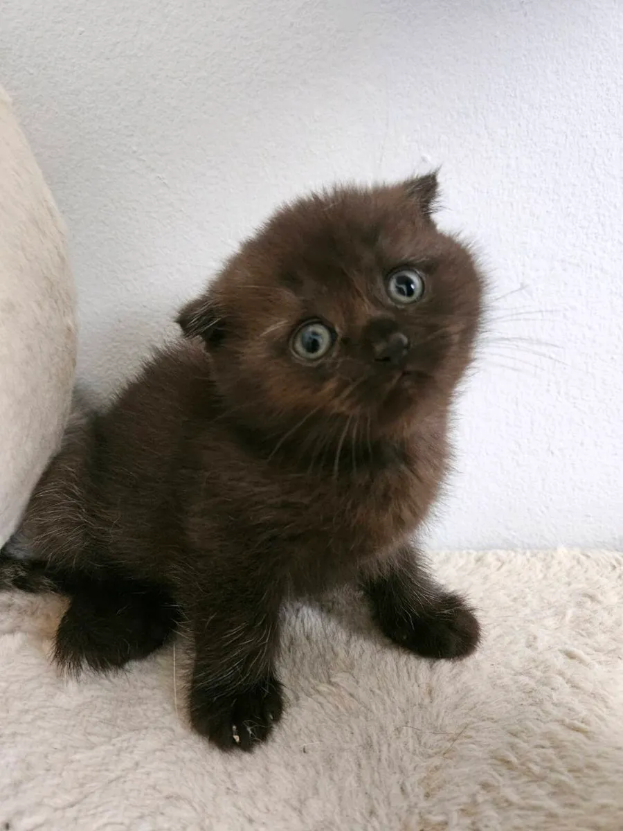 Scottish fold and straight kittens - Image 4