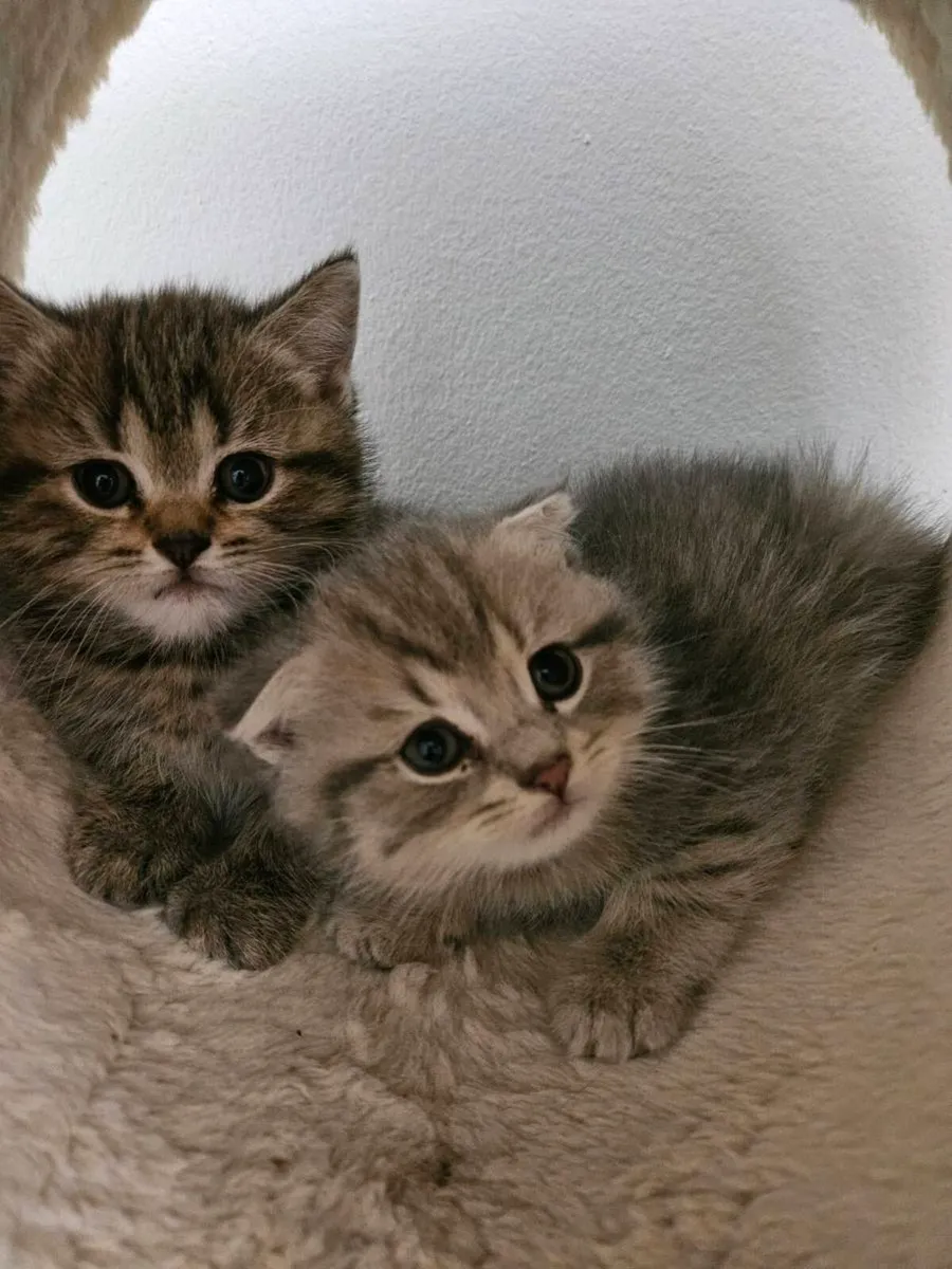 Scottish fold and straight kittens - Image 1