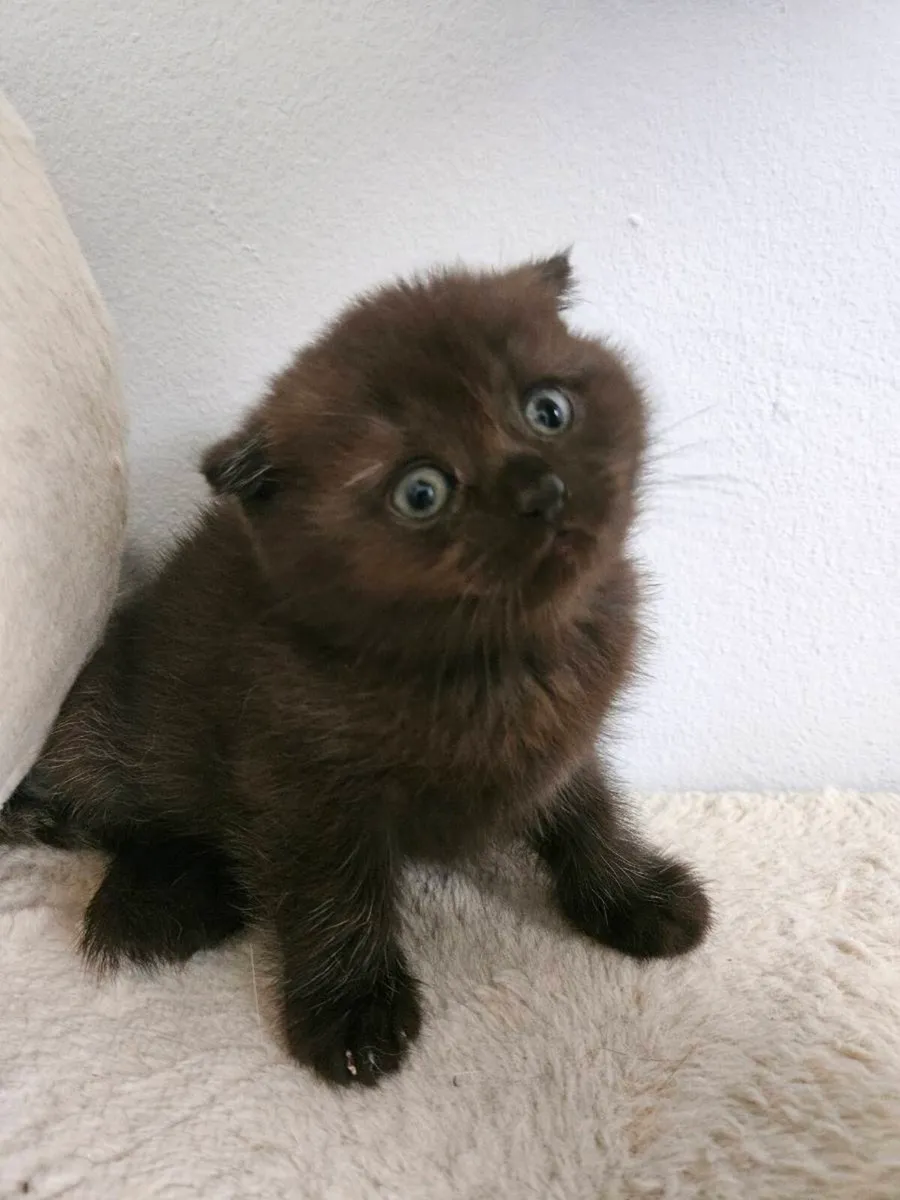 Scottish fold and straight kittens - Image 3