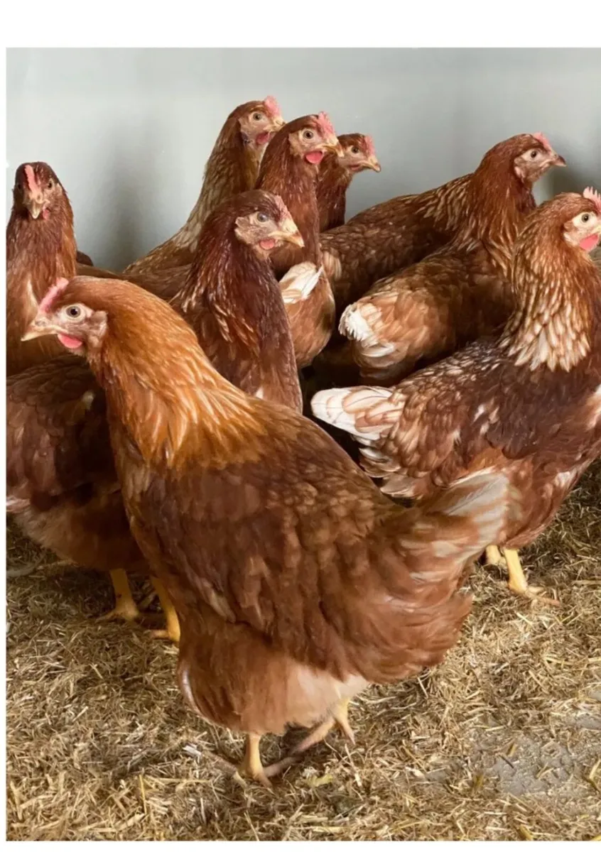 Isa Brown pullets