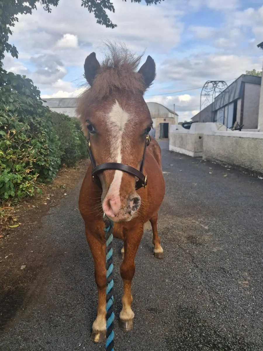 8.1hh chestnut appoloosa gelding. - Image 2