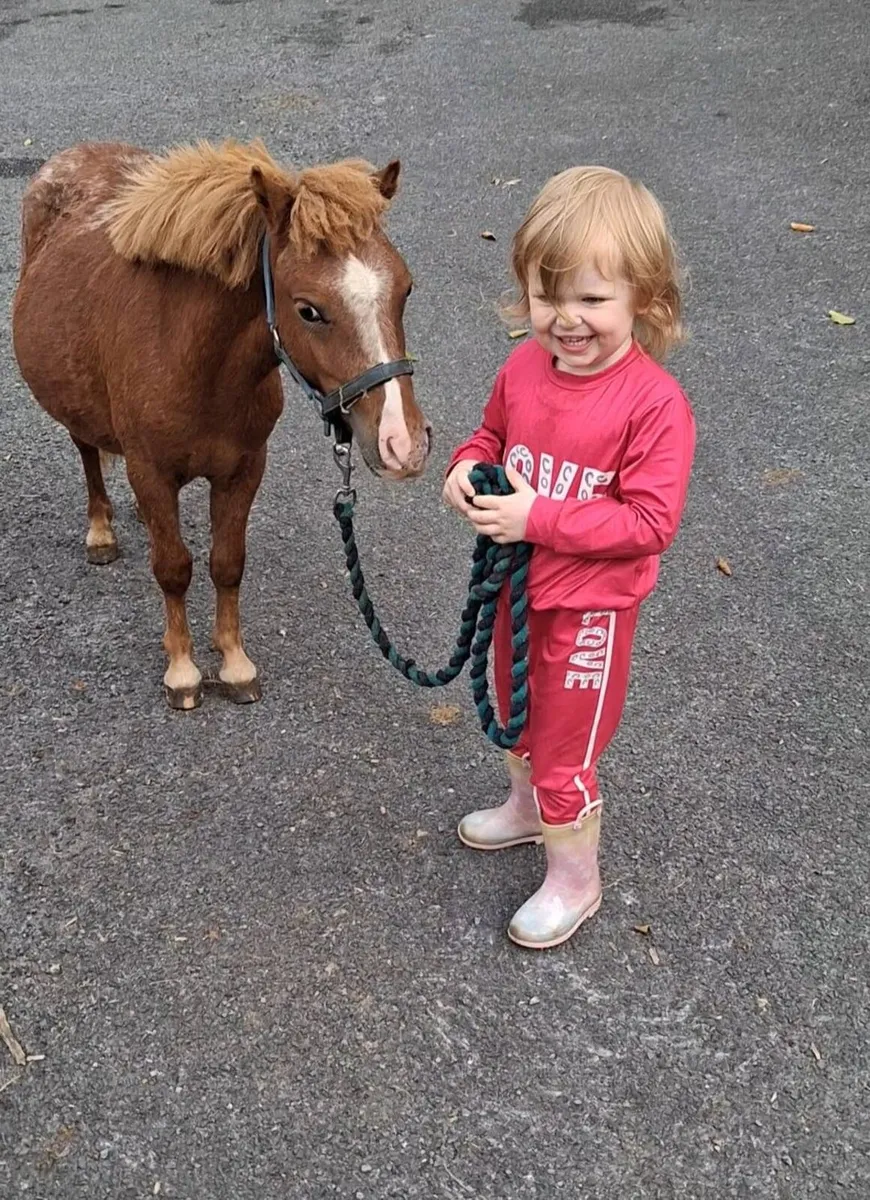 8.1hh chestnut appoloosa gelding. - Image 3