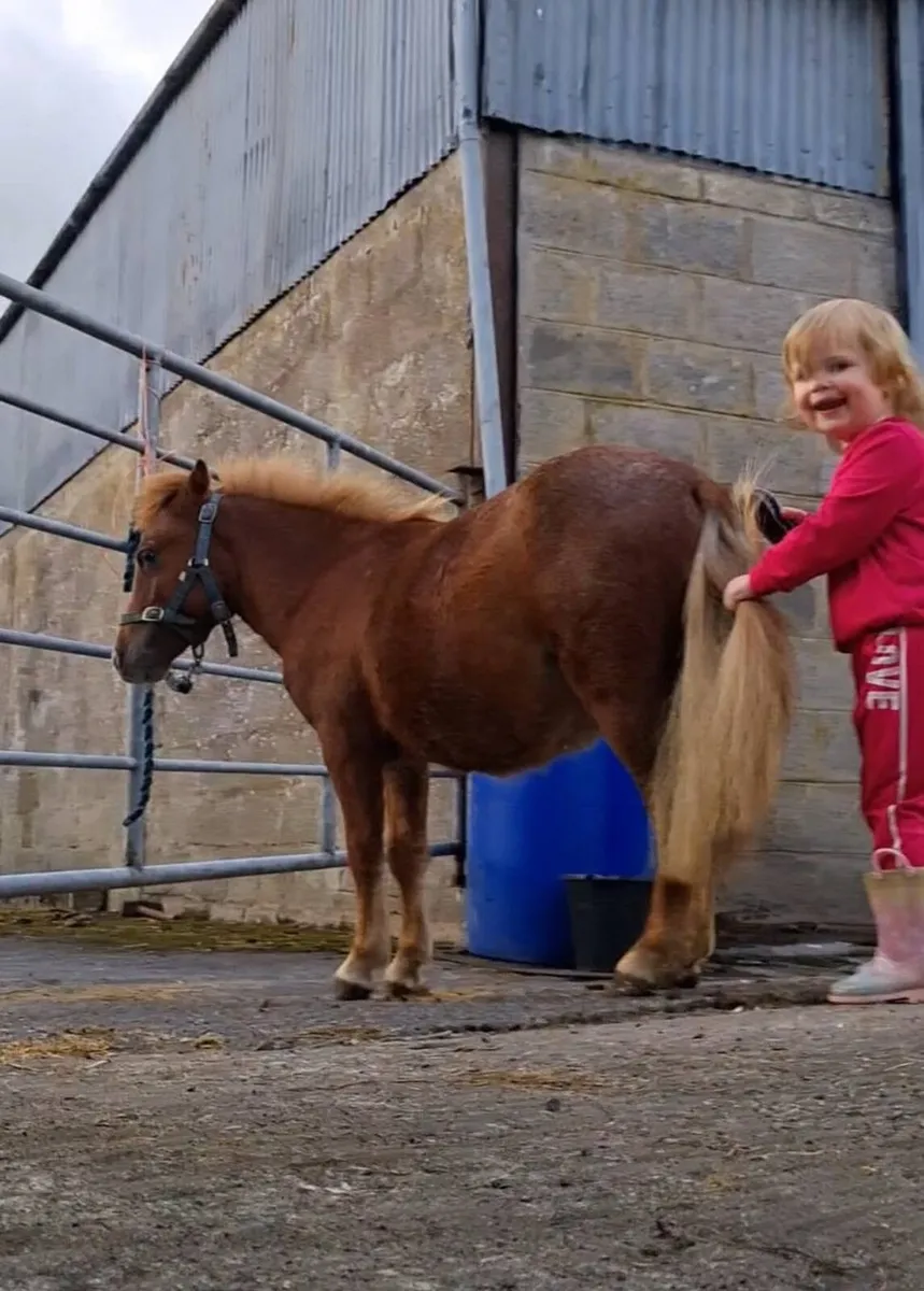 8.1hh chestnut appoloosa gelding. - Image 4