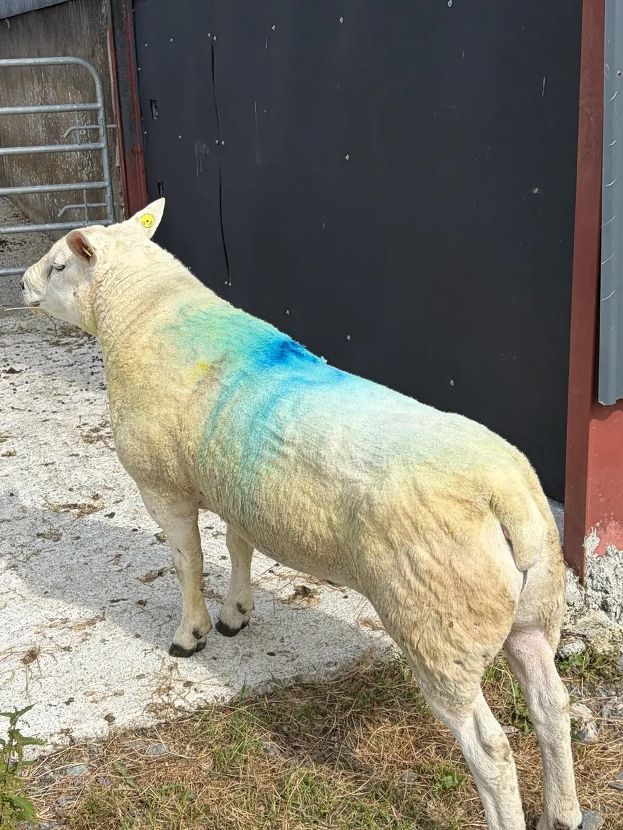 Texel Prb Ram