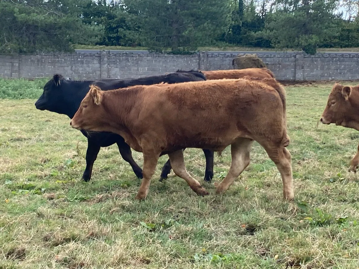 18 Bullocks 480kg  mid 25 Born @ Lissava - Image 2