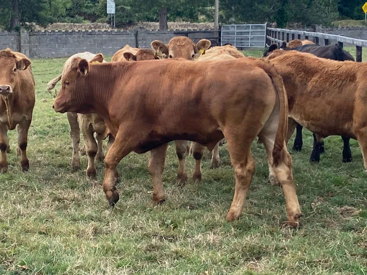 18 Bullocks 480kg  mid 25 Born @ Lissava - Image 3
