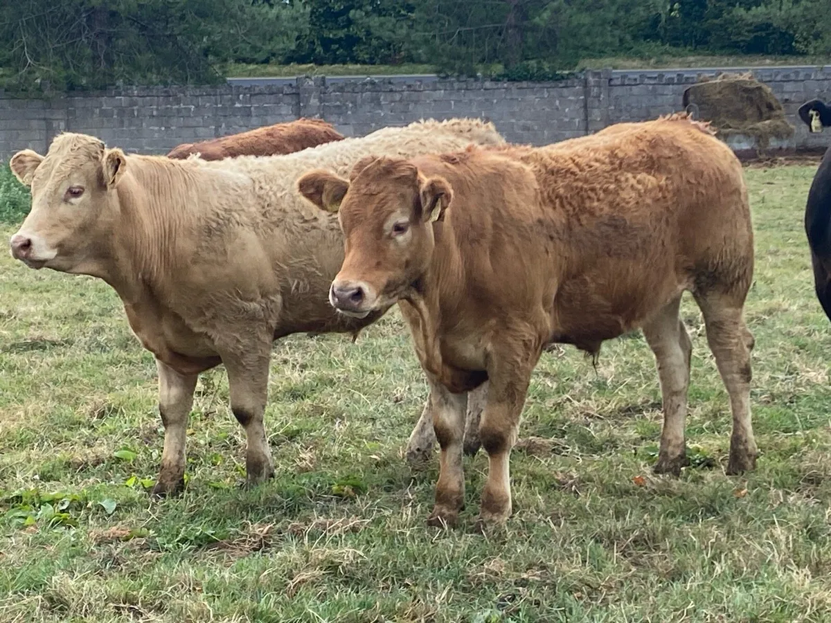 18 Bullocks 480kg  mid 25 Born @ Lissava - Image 4