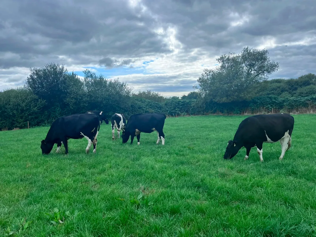 6 High Ebi Feb 27 Calving Heifers - Image 3