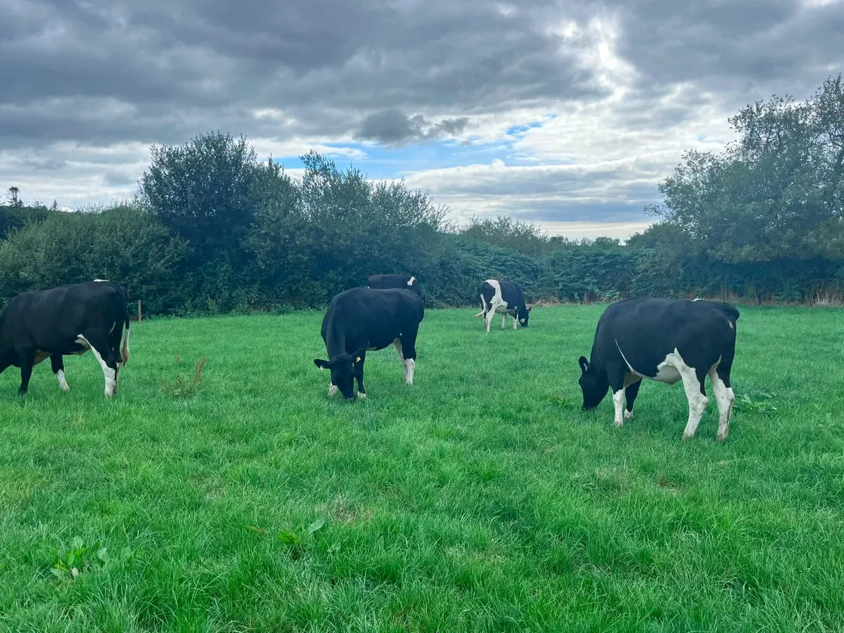 6 High Ebi Feb 27 Calving Heifers - Image 2