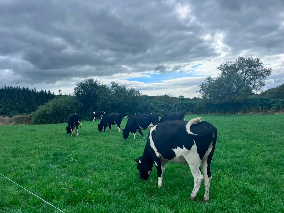 6 High Ebi Feb 27 Calving Heifers - Image 4