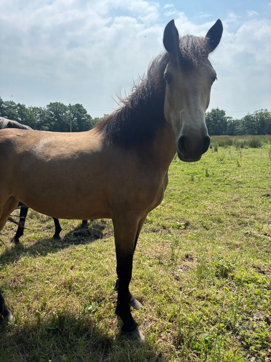 Dun Connemara Filly - Image 1