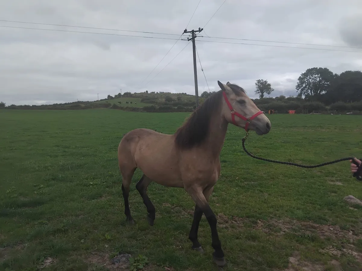 Dun Connemara Filly - Image 4