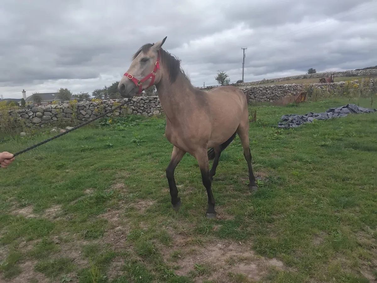 Dun Connemara Filly - Image 2