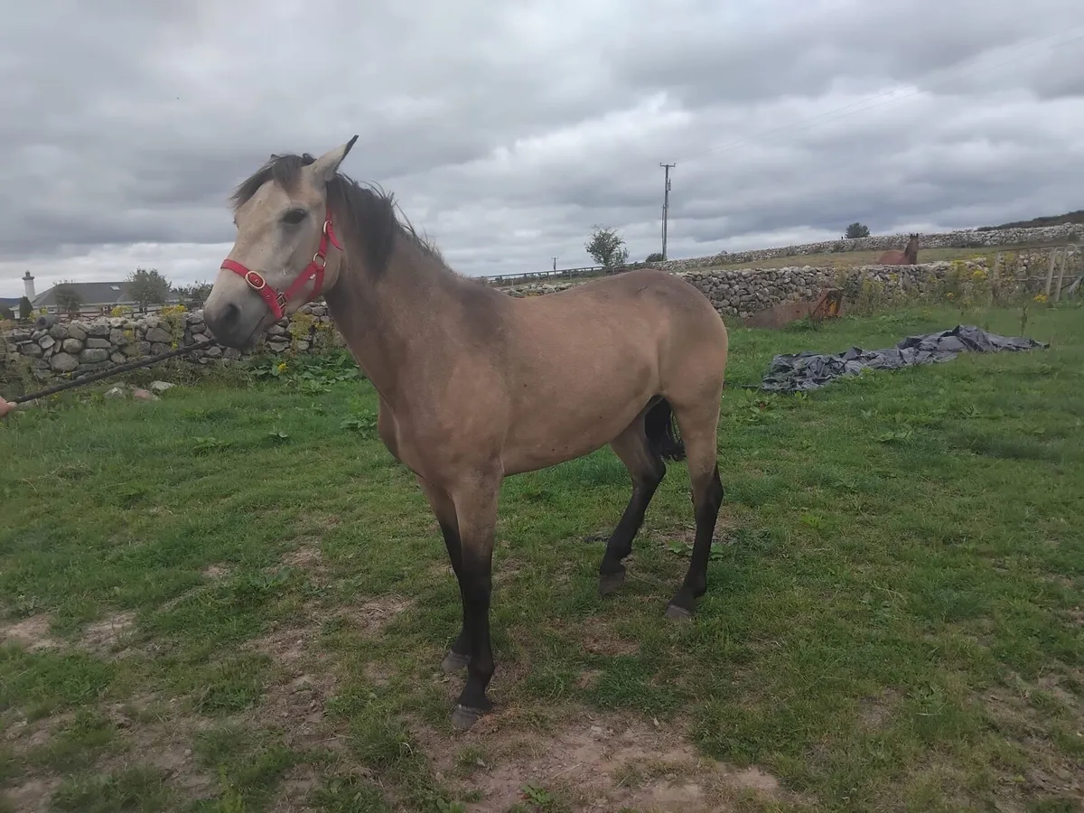 Dun Connemara Filly - Image 3