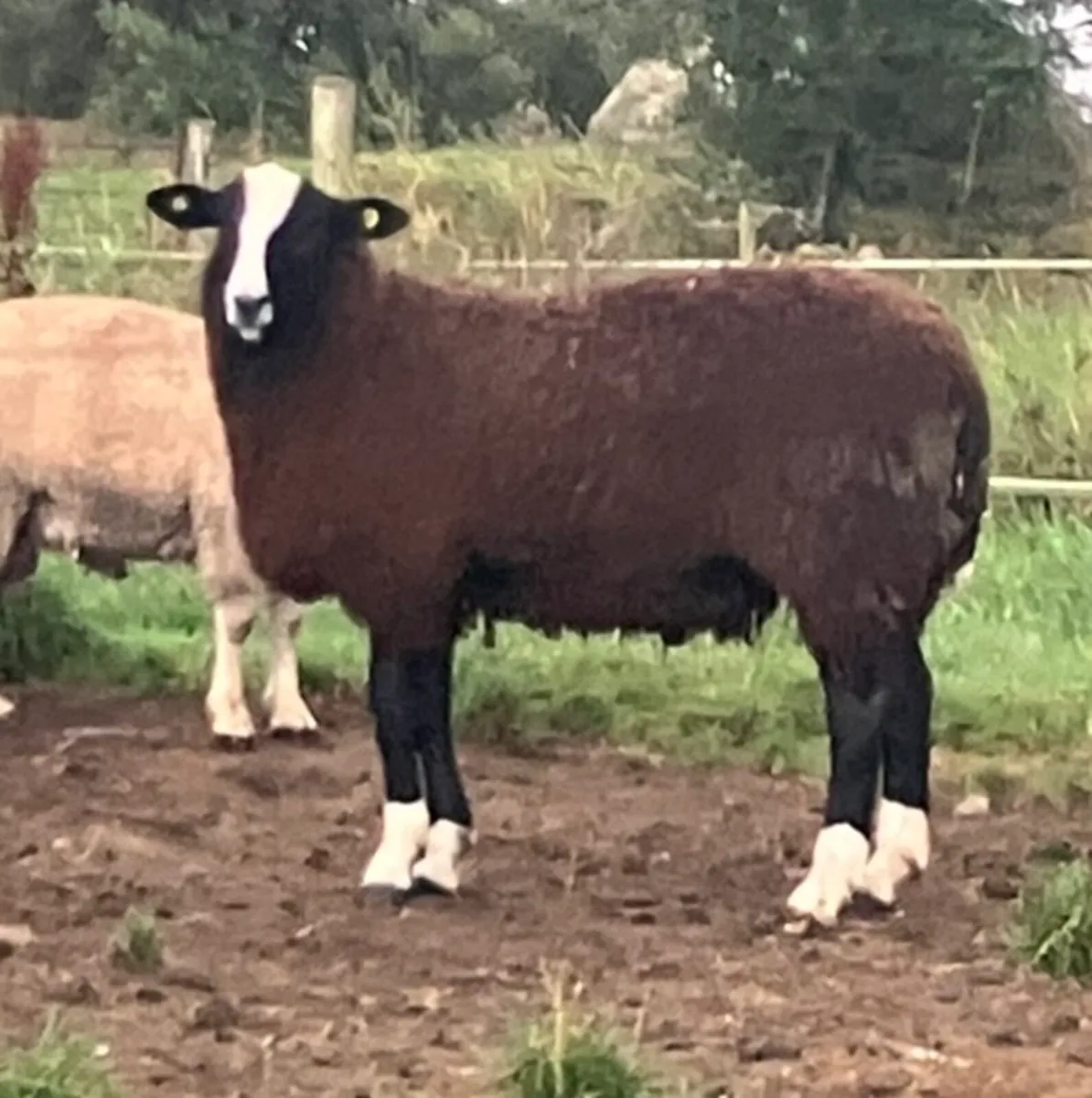 Zwartble Ram Lamb - Image 1