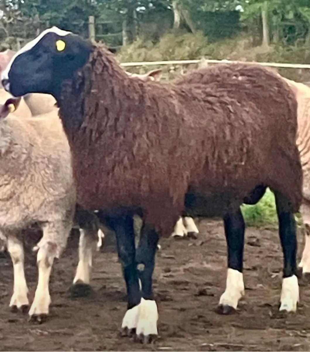 Zwartble Ram Lamb - Image 3