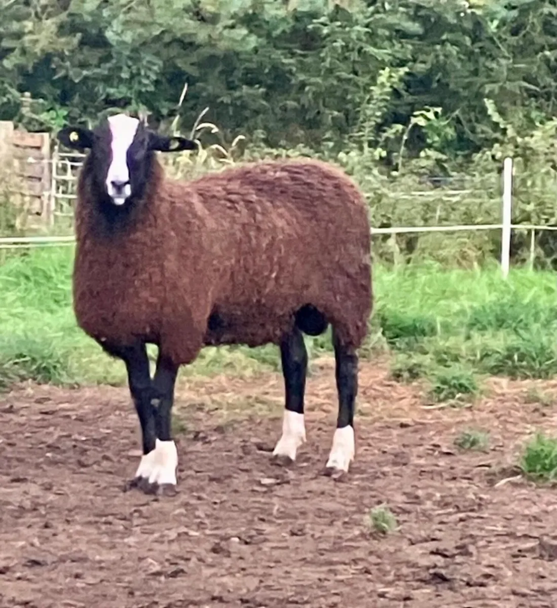 Zwartble Ram Lamb - Image 2