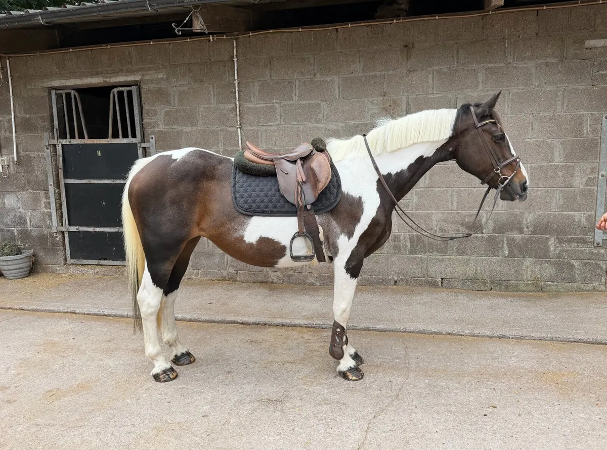 Stunning 14:2 allroudner pony - Image 1