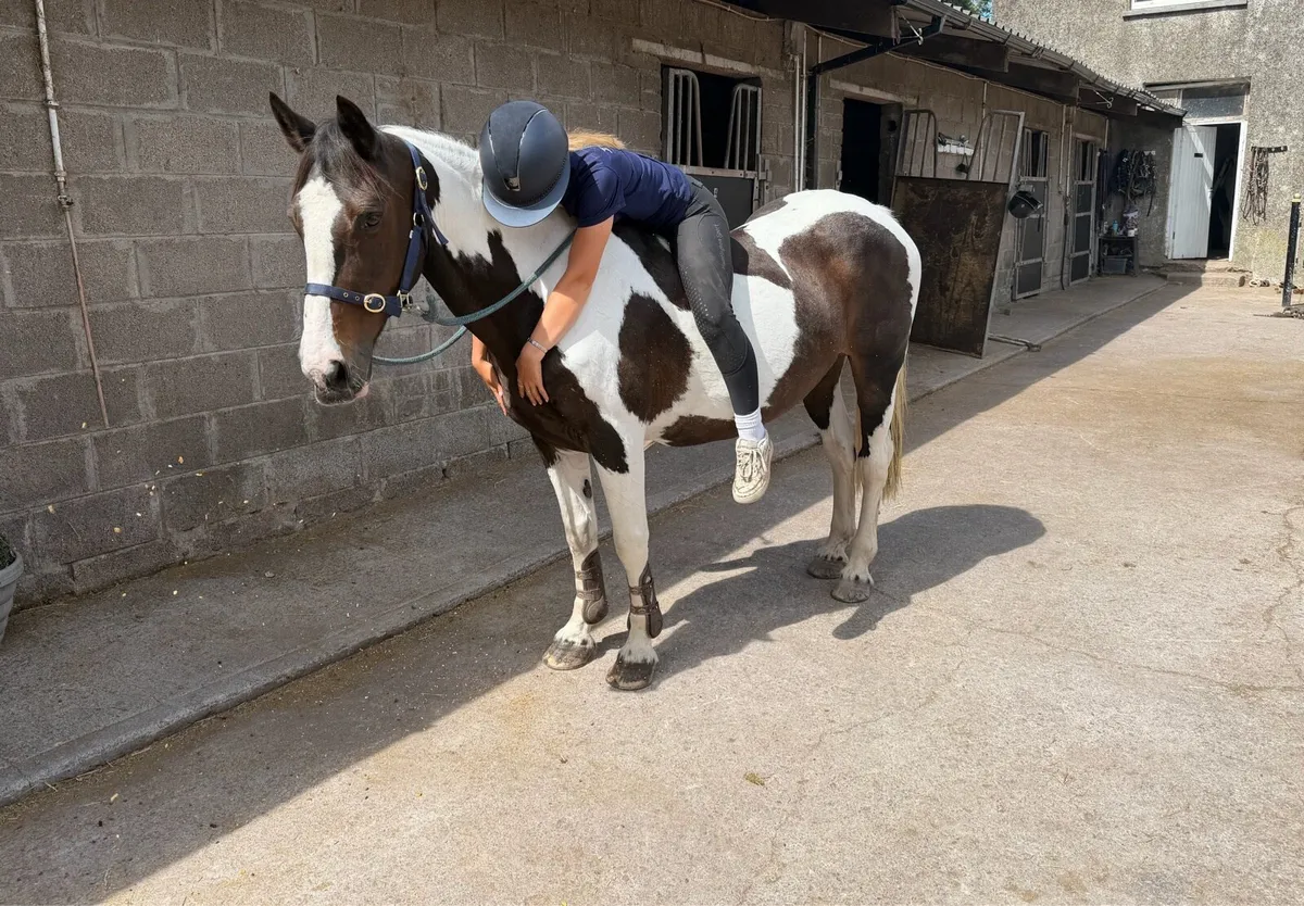 Stunning 14:2 allroudner pony - Image 4