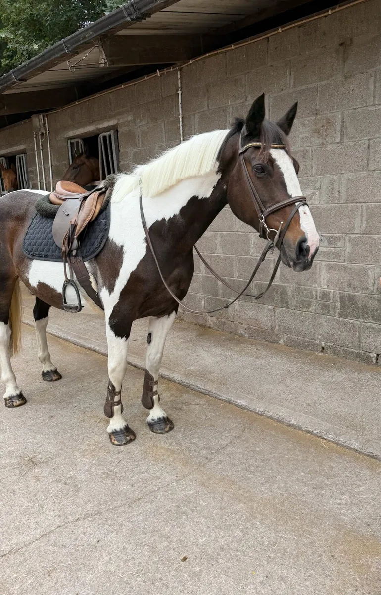Stunning 14:2 allroudner pony - Image 2