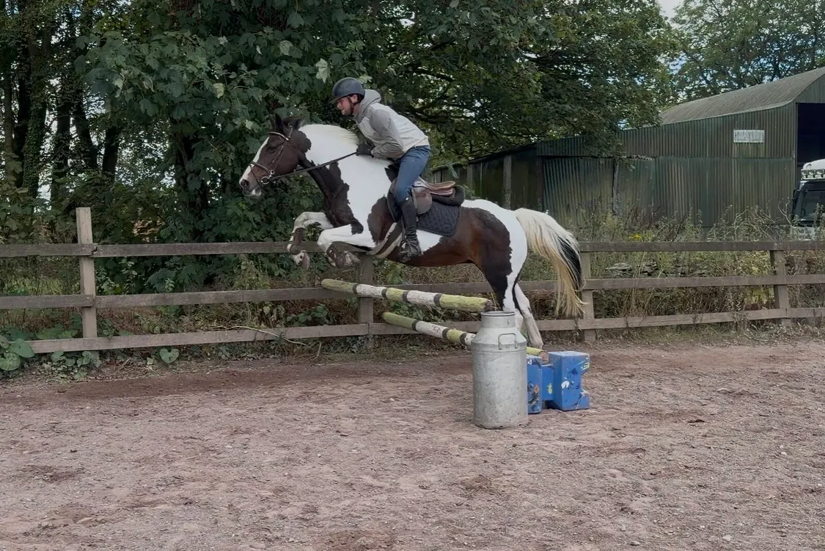 Stunning 14:2 allroudner pony - Image 3