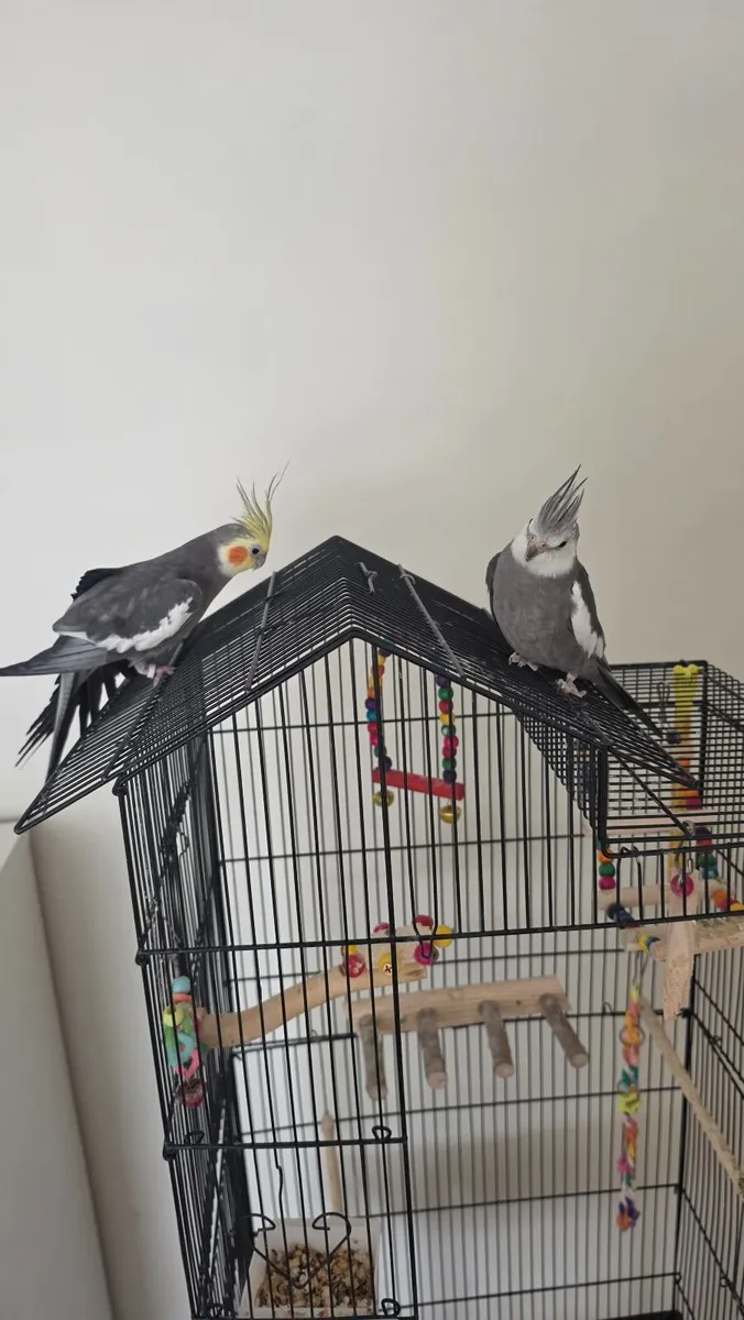 Two 1-Year-Old Cockatiel Brothers (Cage Included) - Image 2