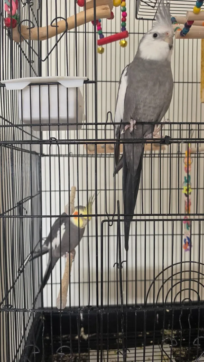 Two 1-Year-Old Cockatiel Brothers (Cage Included) - Image 3
