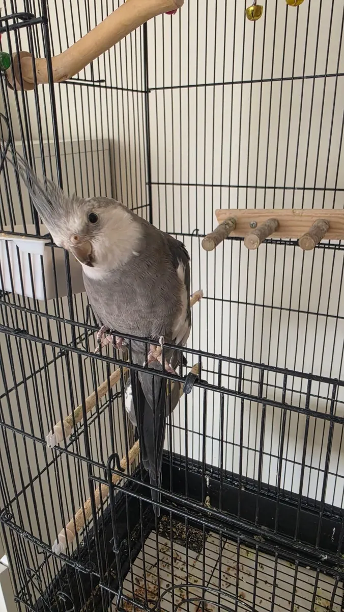Two 1-Year-Old Cockatiel Brothers (Cage Included) - Image 1