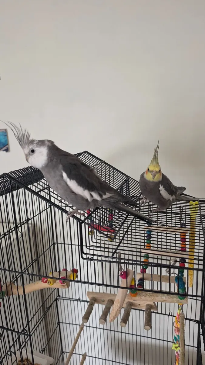 Two 1-Year-Old Cockatiel Brothers (Cage Included) - Image 4