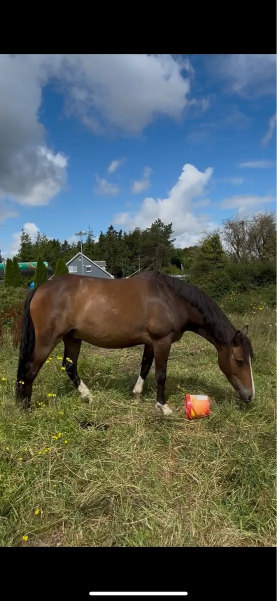 3 year old unbroken Gelding by Echo King - Image 1