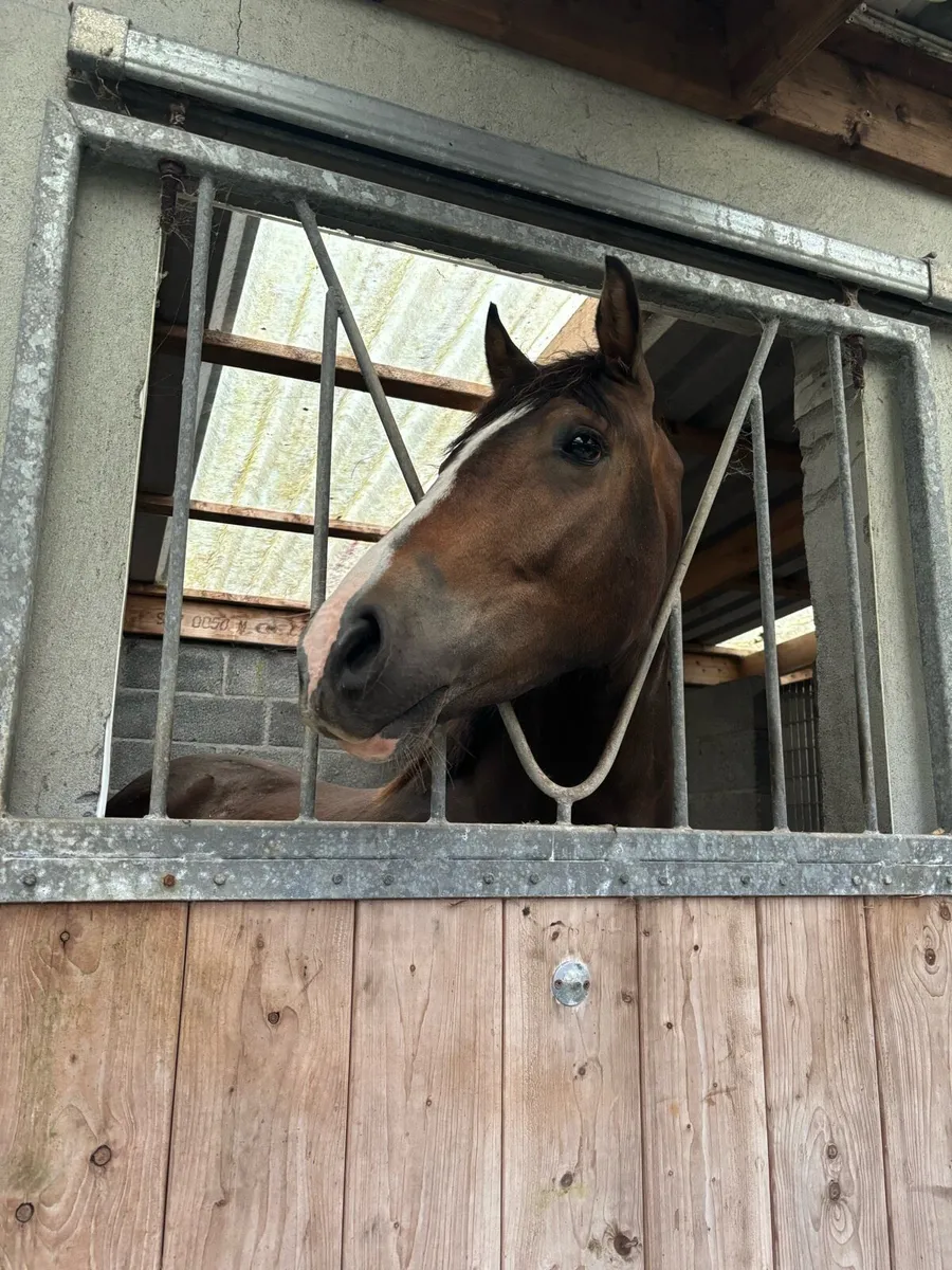3 year old unbroken Gelding by Echo King - Image 2