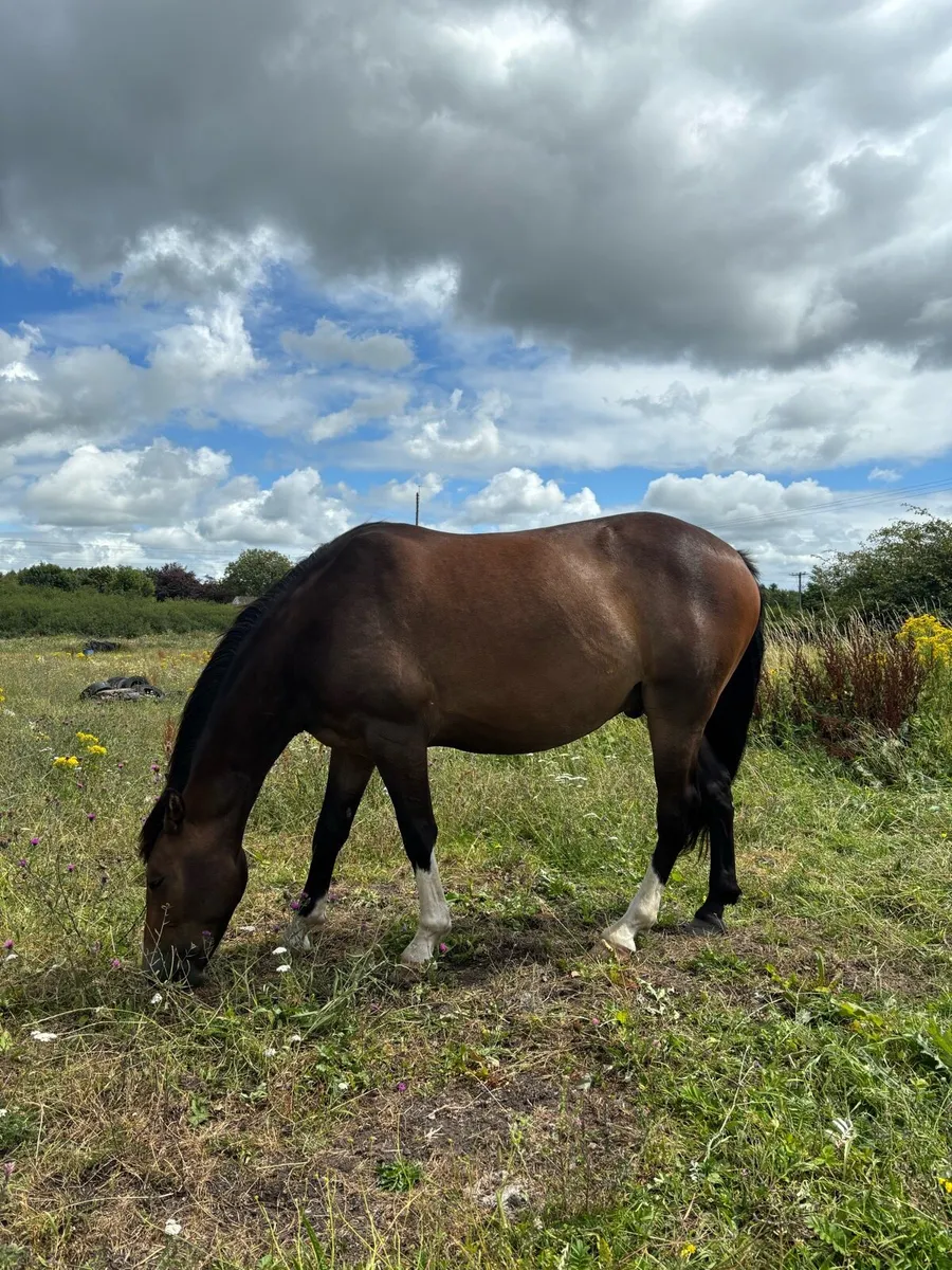 3 year old unbroken Gelding by Echo King - Image 3